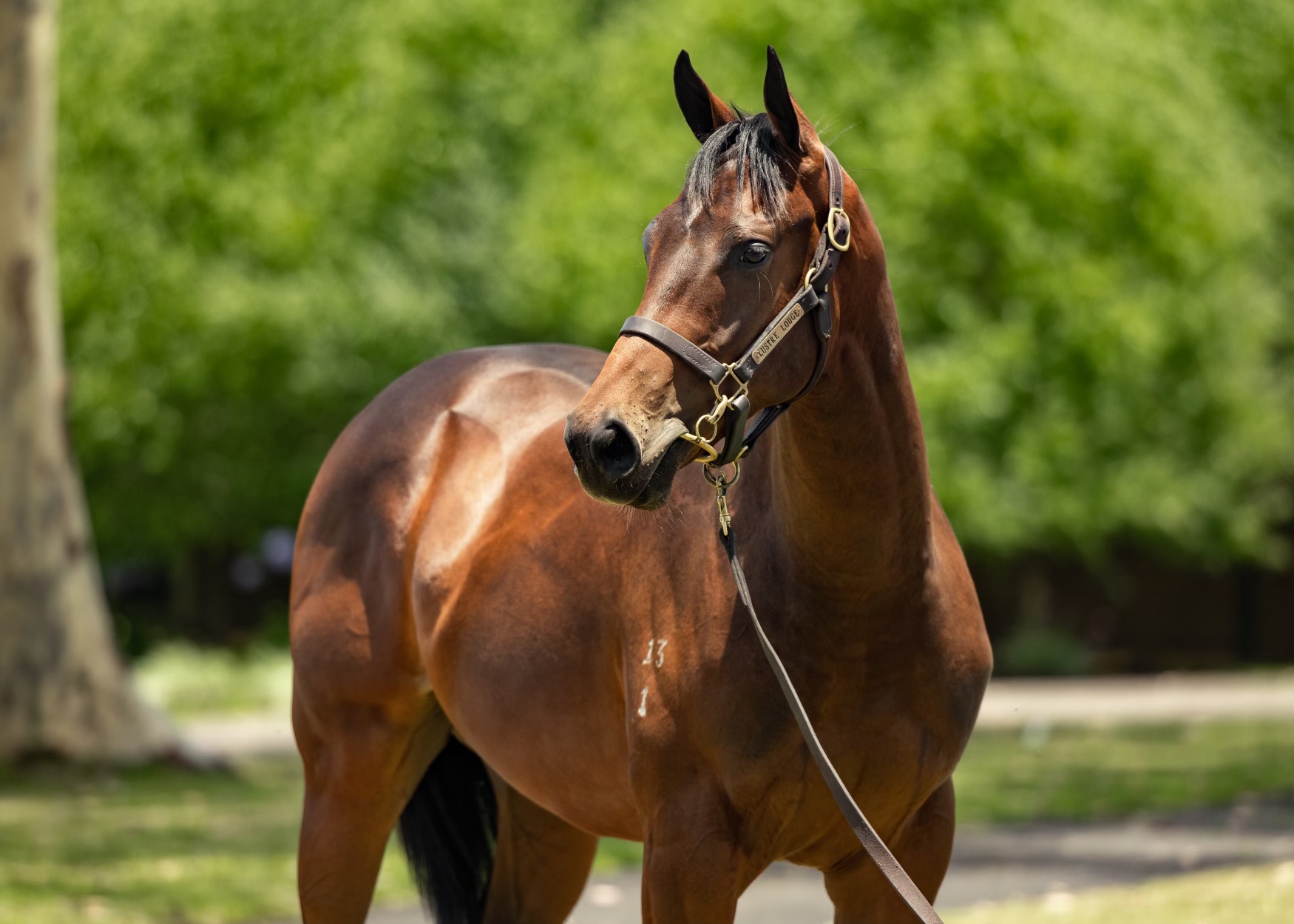 I am Invincible from My True Love, who was bred by and offered for sale by Lustre Lodge